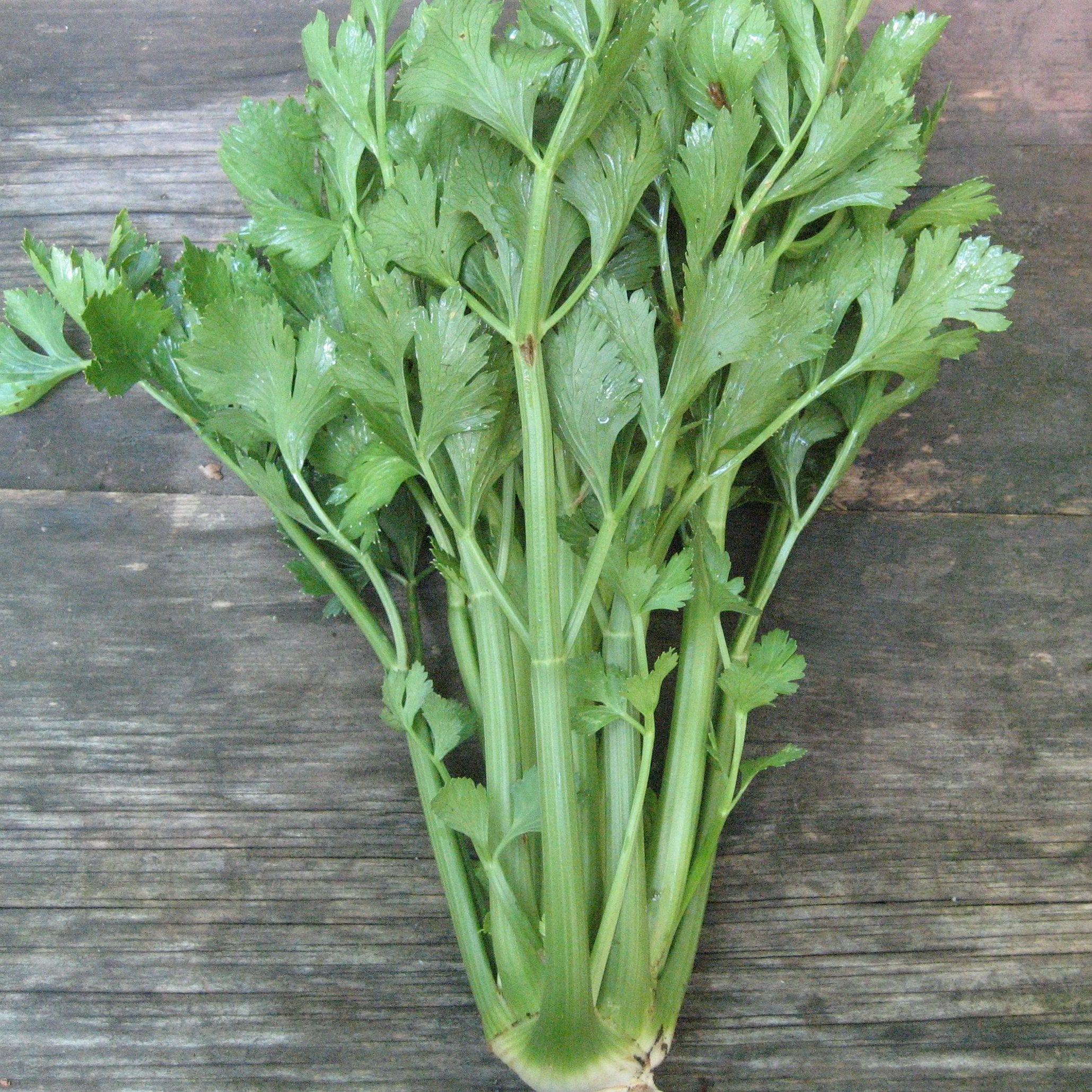 Utah Tall Celery Seedlings