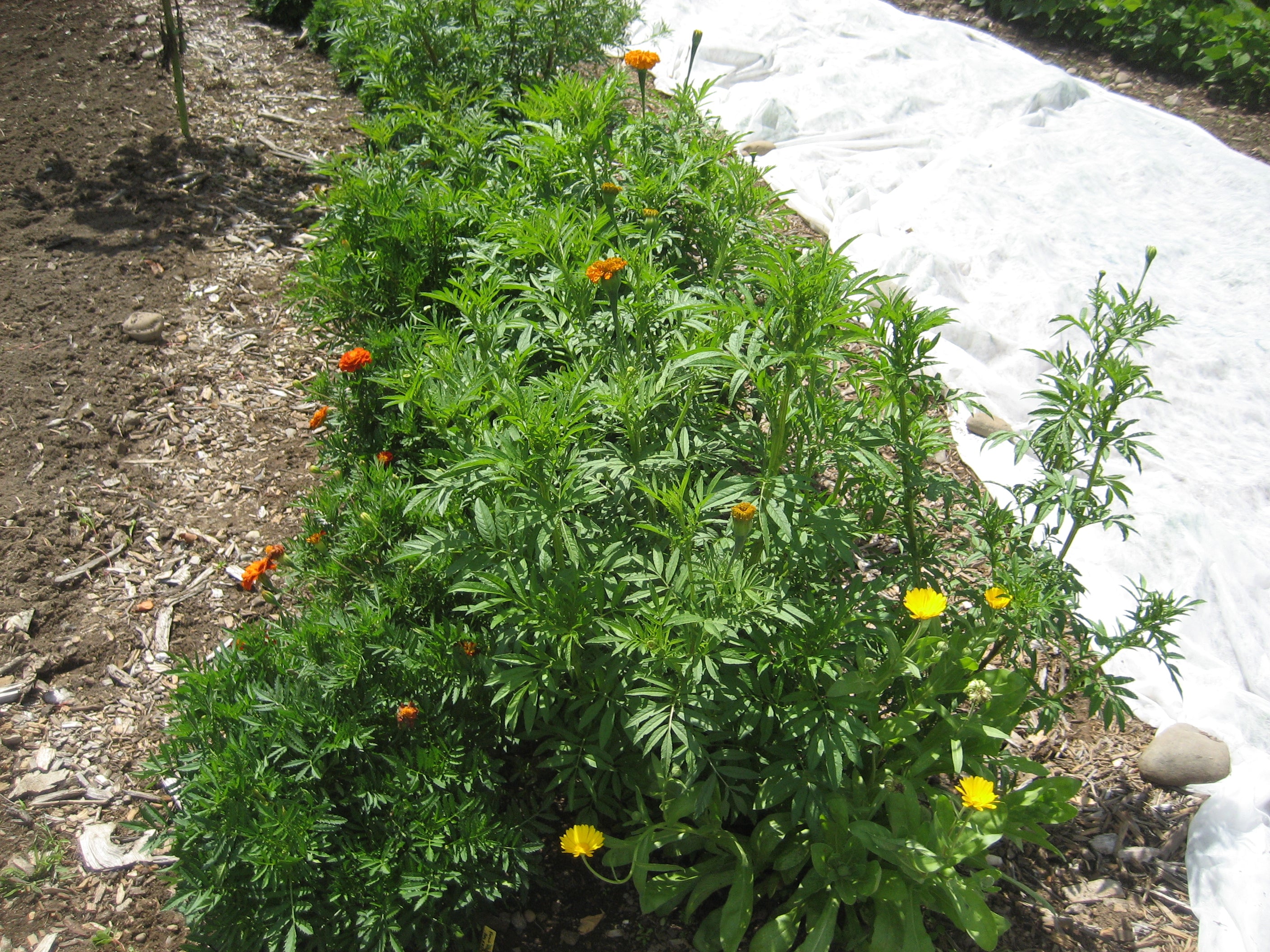 A planting of Marigold Medley in our 2013 trial garden, about to bloom!