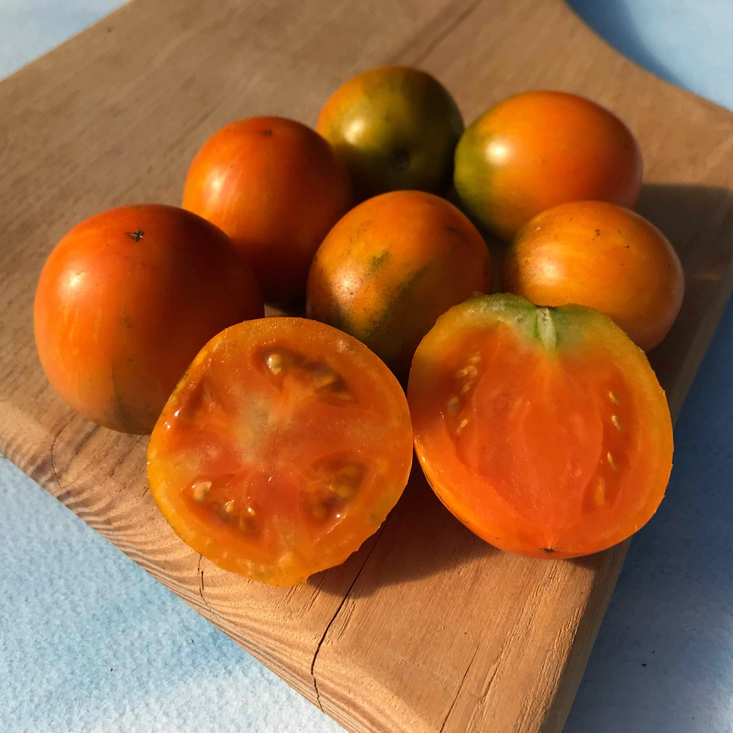 Apricot Zebra Tomato Seedlings