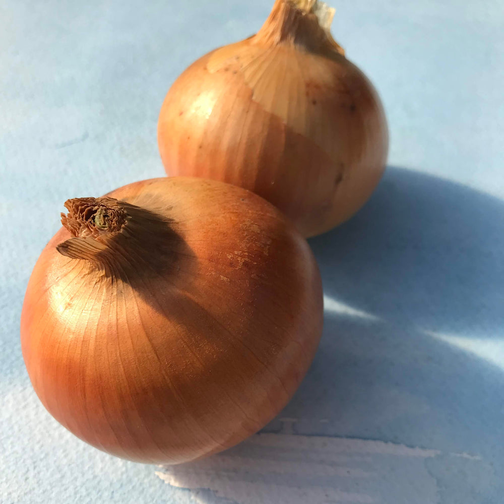 Clear Dawn Onion Seedlings