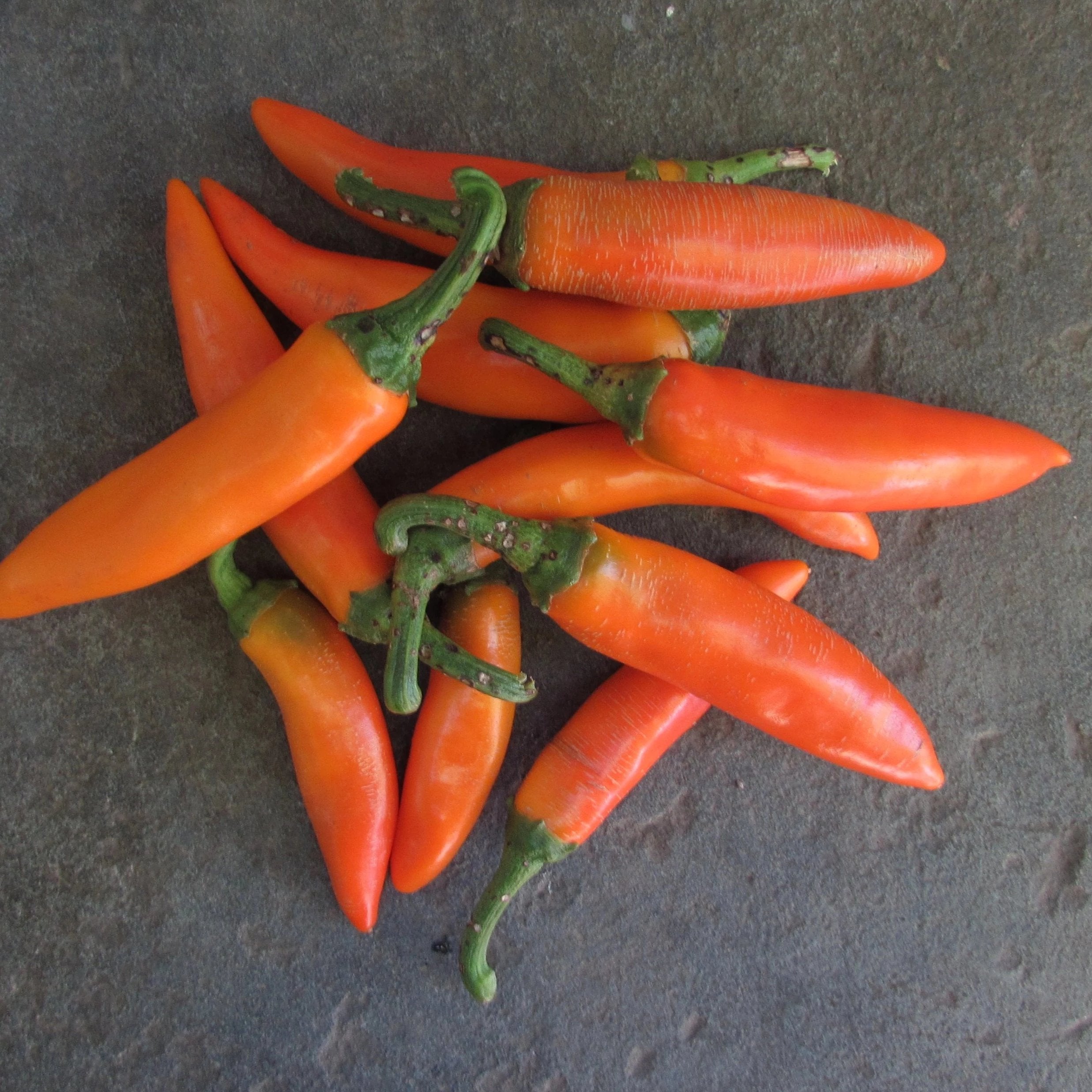 Bulgarian Chile Pepper