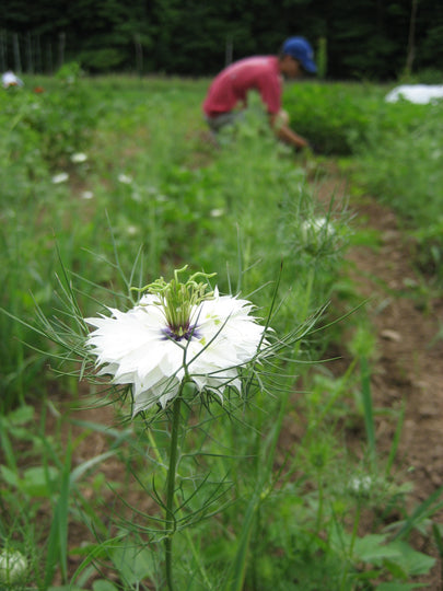 Name that pollinator?