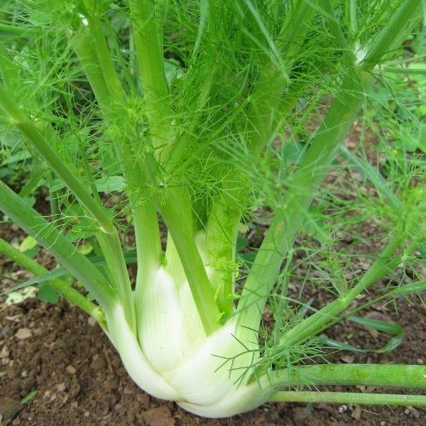 Florence Fennel Seedlings