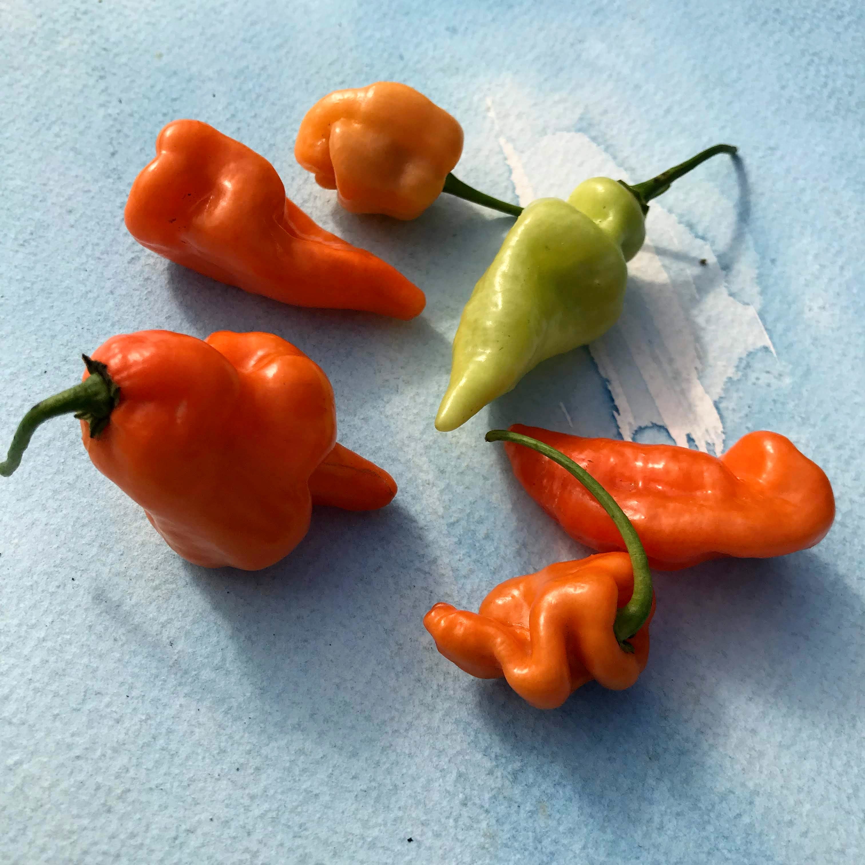 Habanada Pepper Seedlings