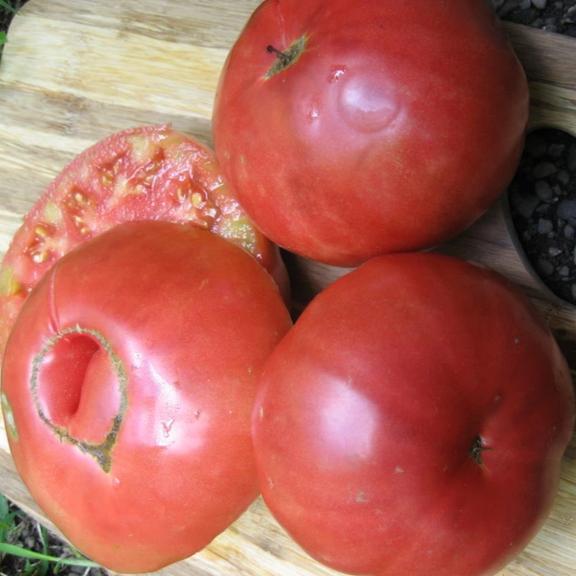 Mortgage Lifter Tomato Seedlings