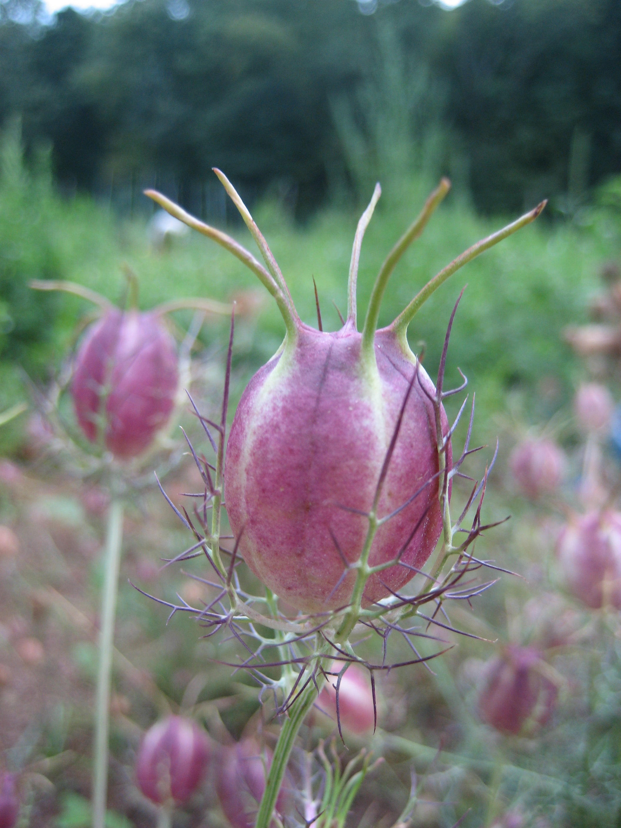 Striped pods.