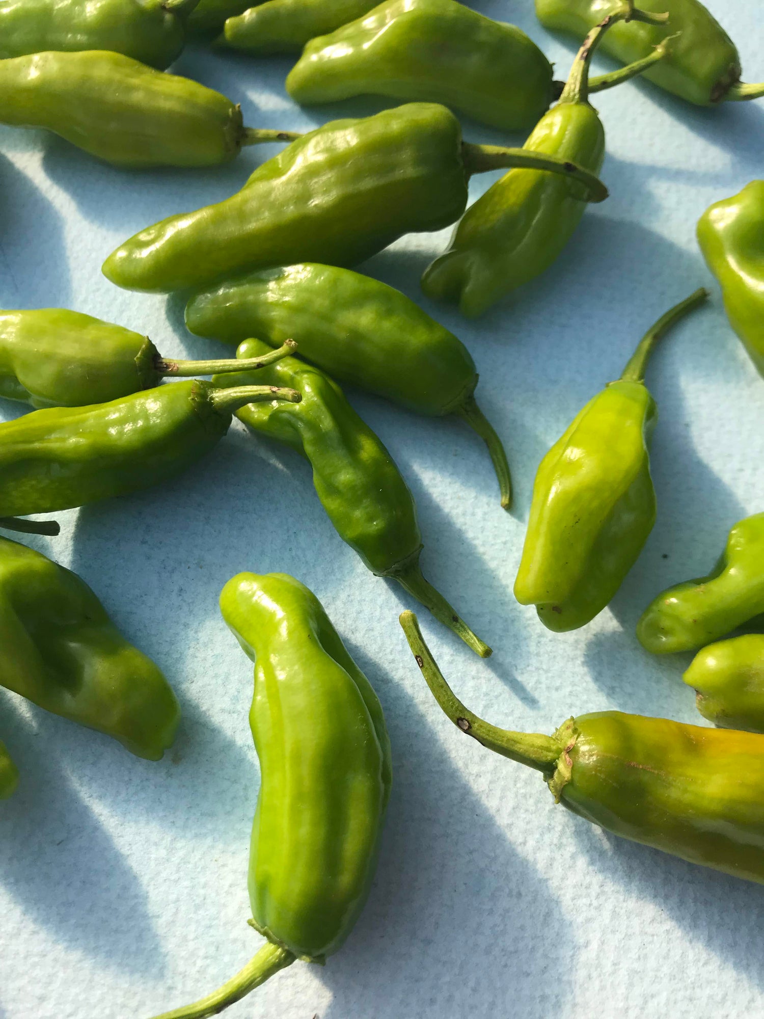 Shishito Pepper Seedlings