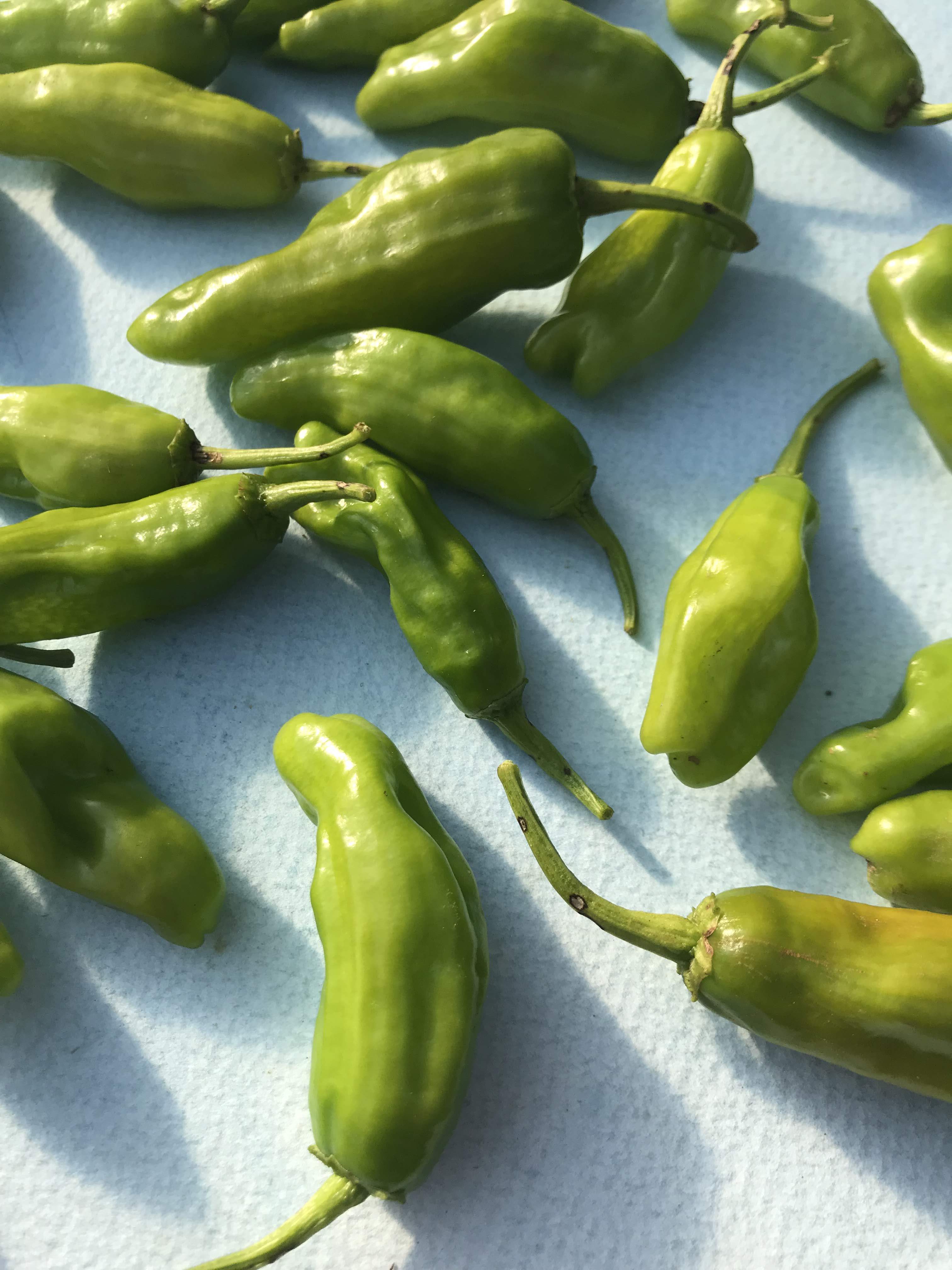 Shishito Pepper Seedlings