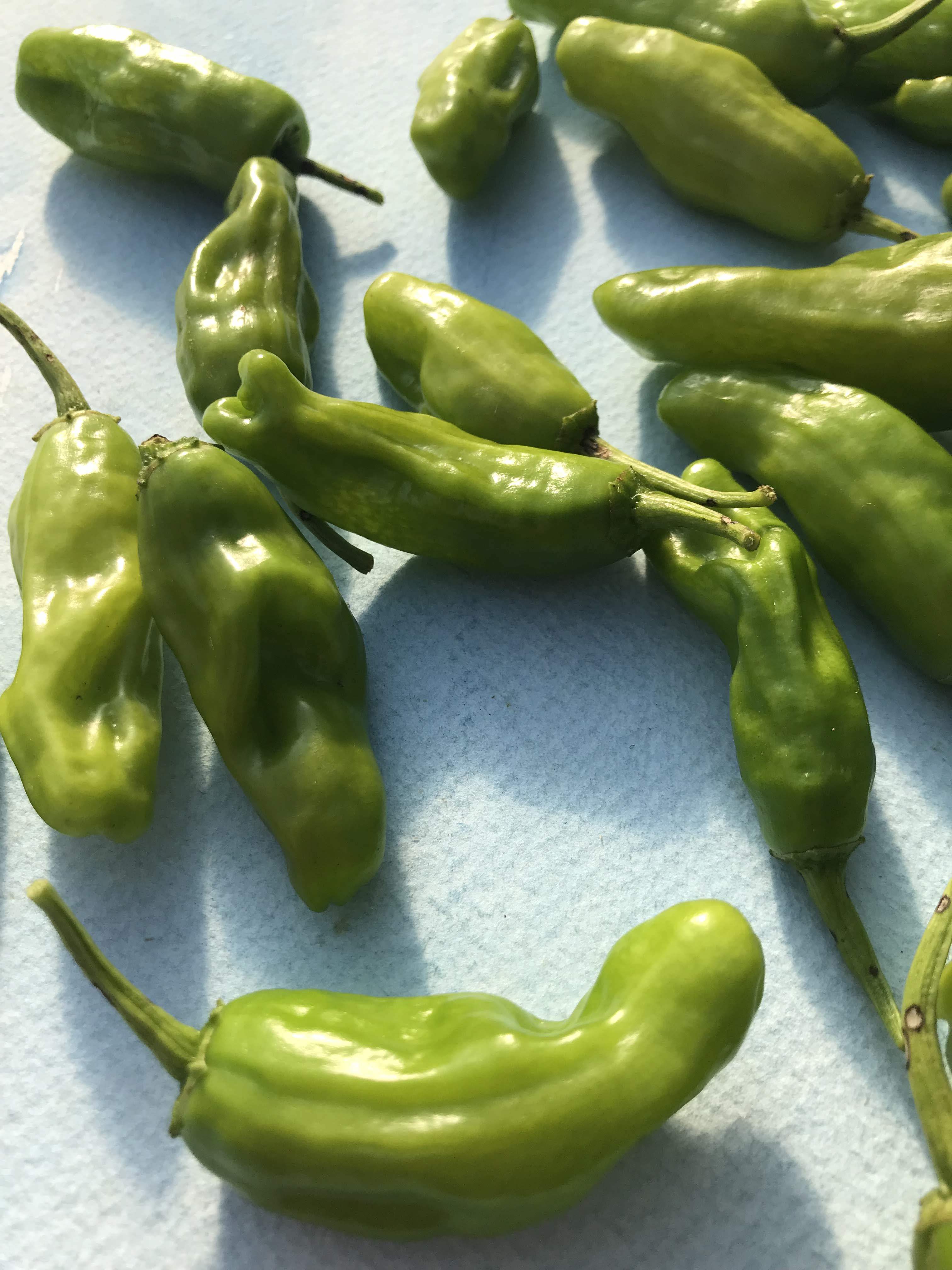 Shishito Pepper Seedlings