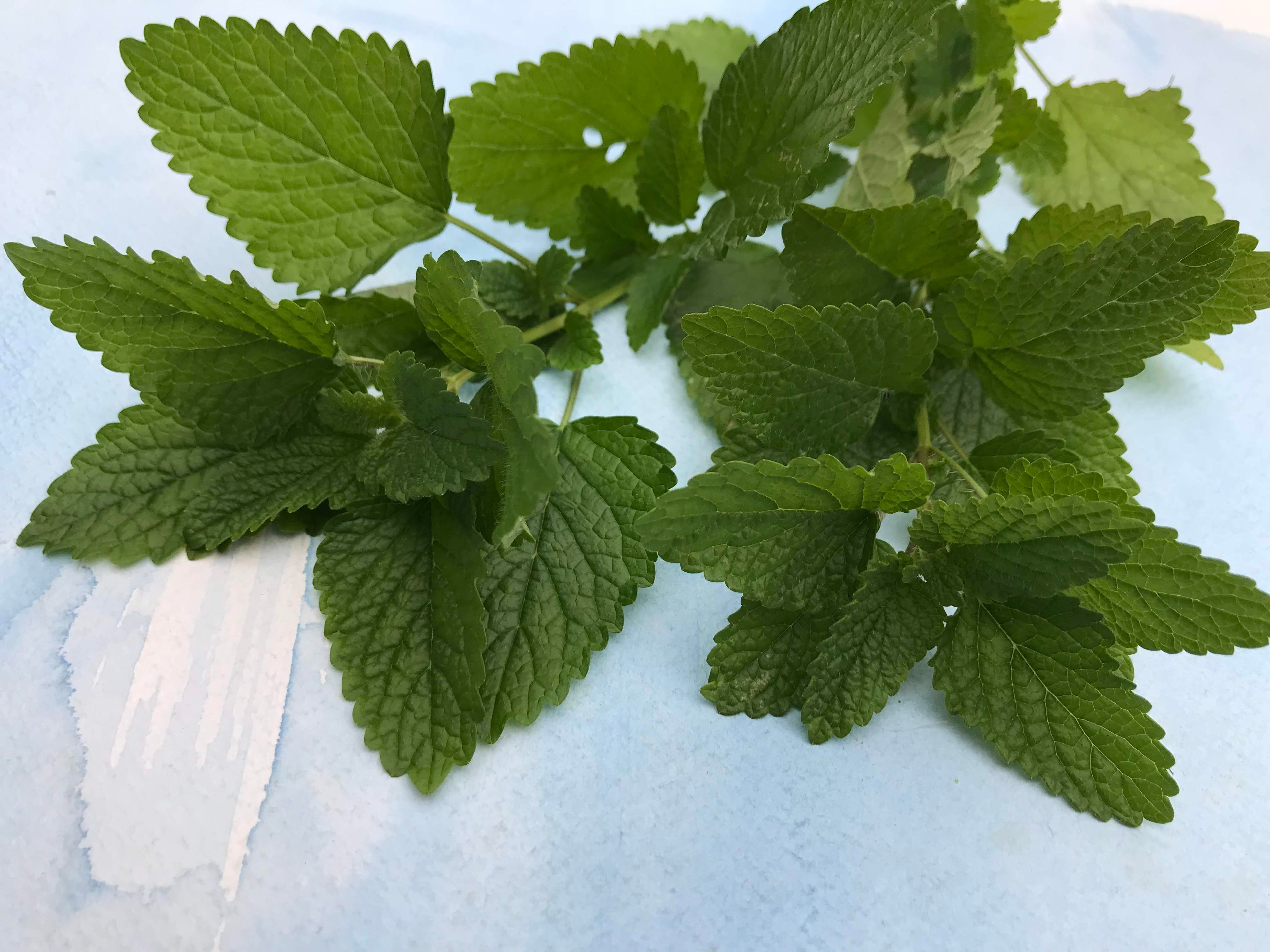 Lemon Balm Seedlings