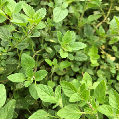 Greek Oregano Seedlings