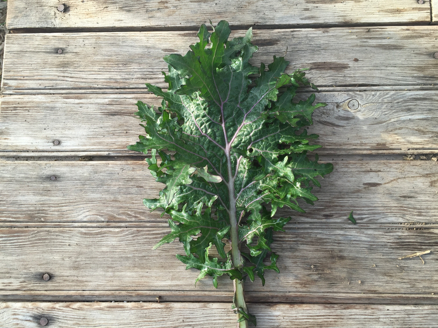 All Stars Kale Seedlings