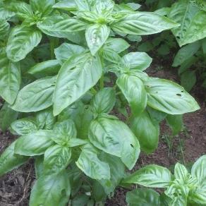 Italian Large Leaf Basil Seedlings