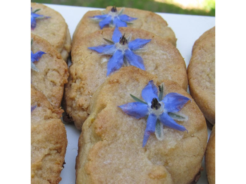 Borage Seedlings
