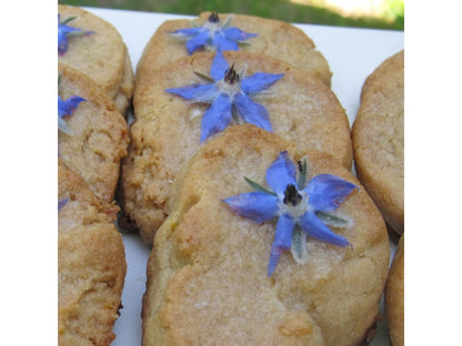 Borage Seedlings