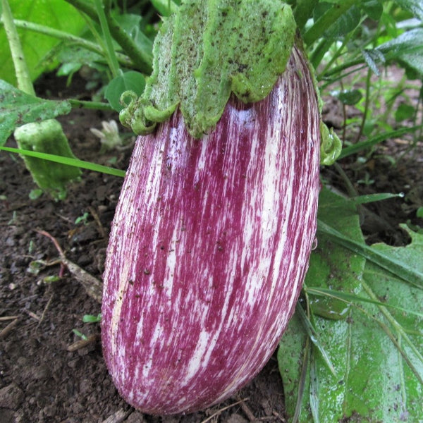 Listada di Gandia Eggplant Seedlings