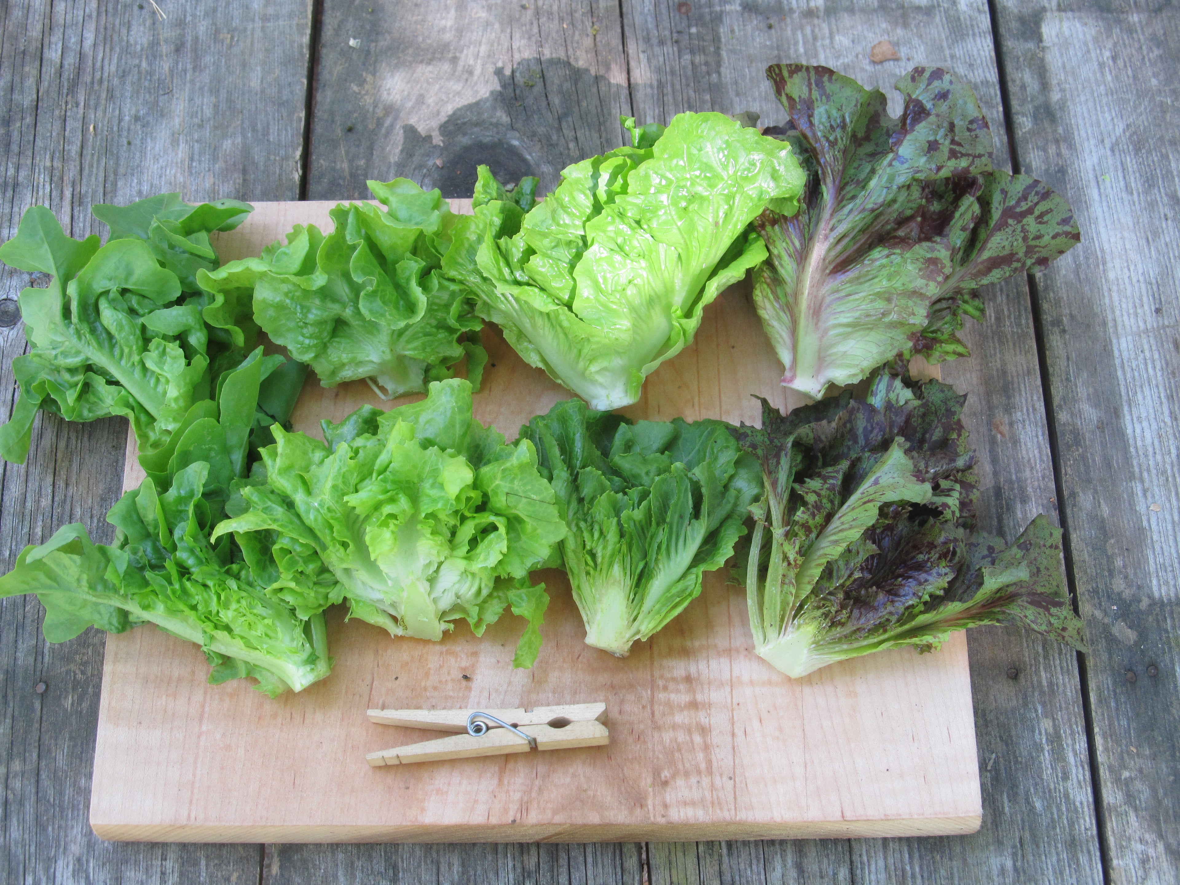 Sweet lettuce centers.