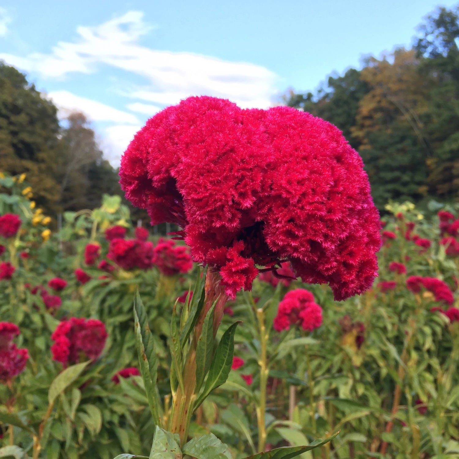 Mammoth Magenta Celosia Seedlings