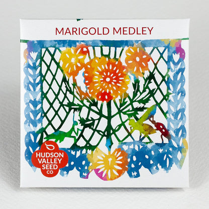 Marigold Medley Seedlings