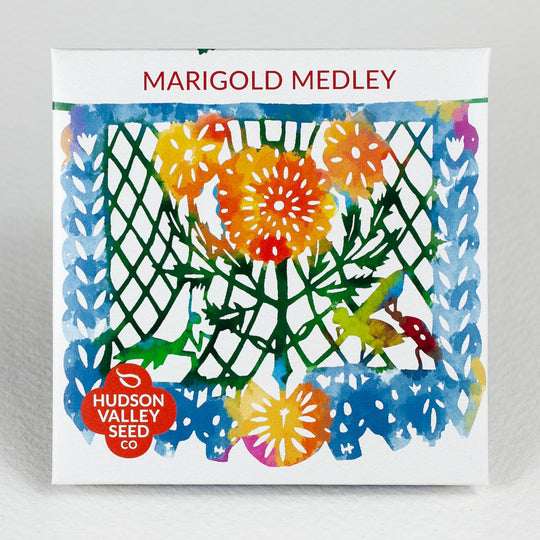 Marigold Medley Seedlings
