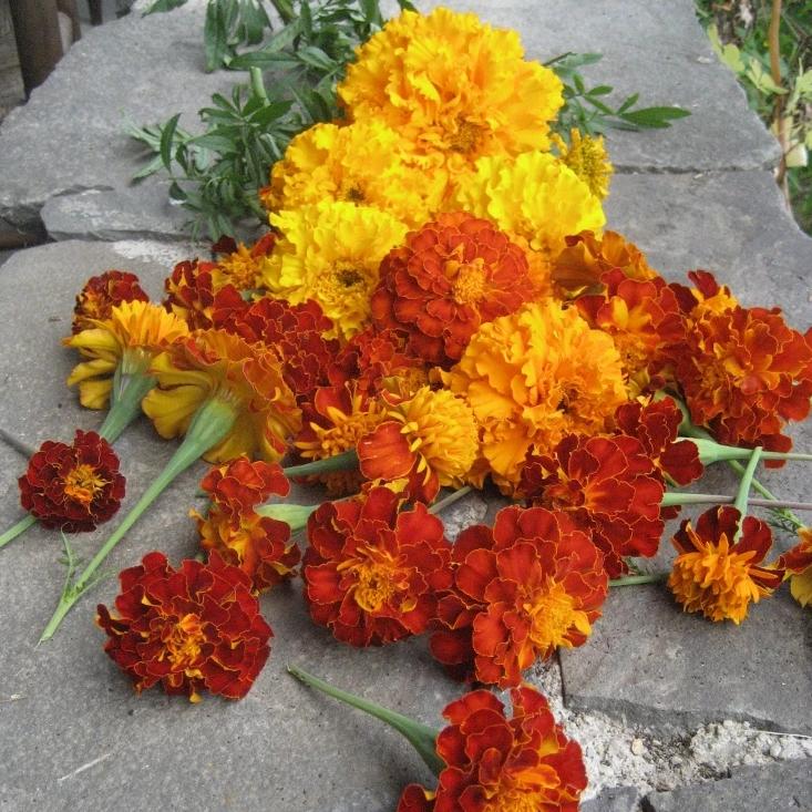 An arrangement of blooms.