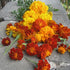 An arrangement of blooms.