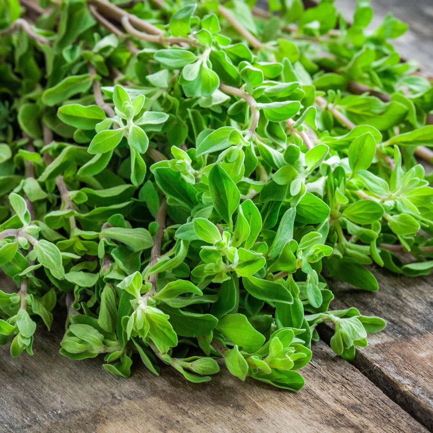 Marjoram Seedlings