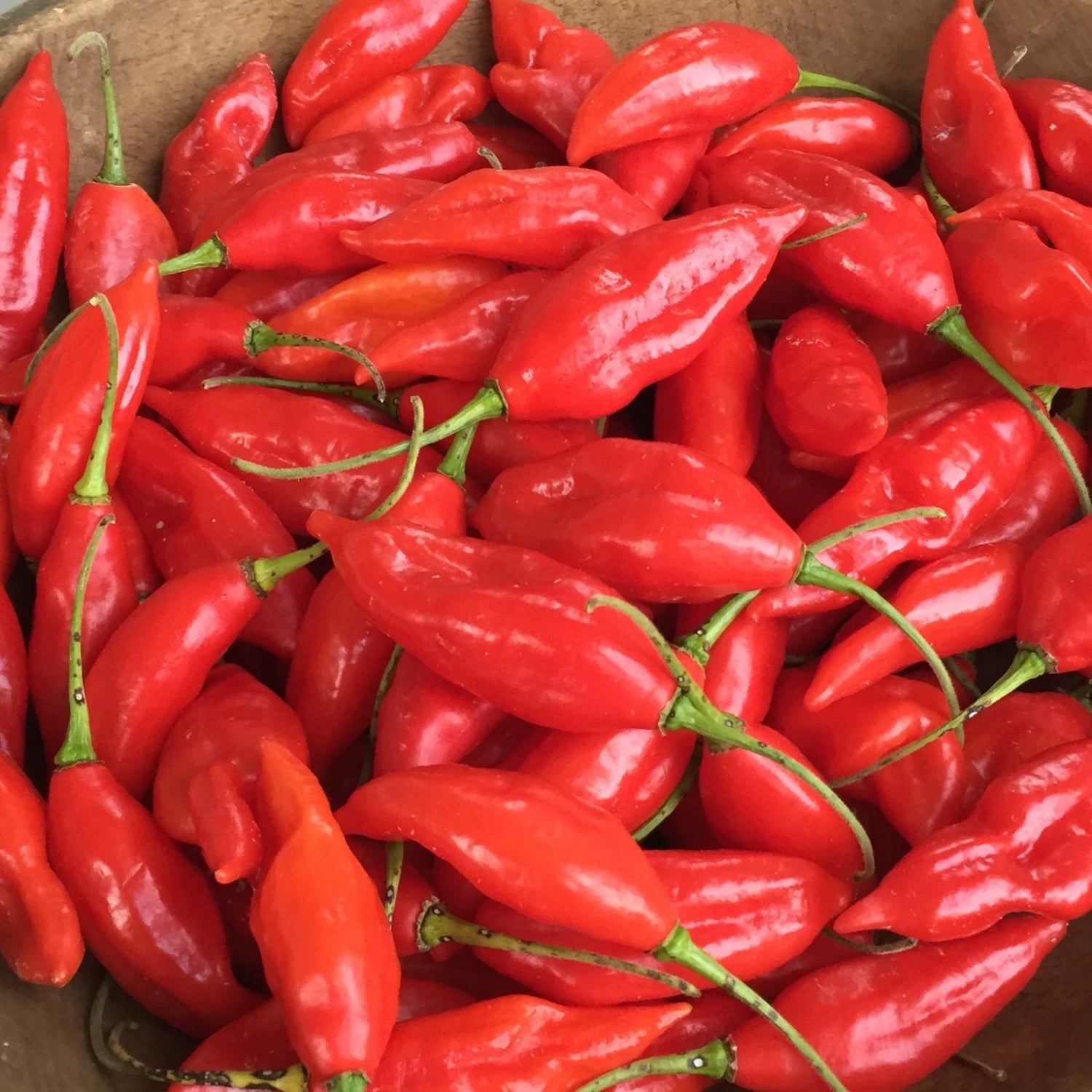 Maya Habanero Seedlings