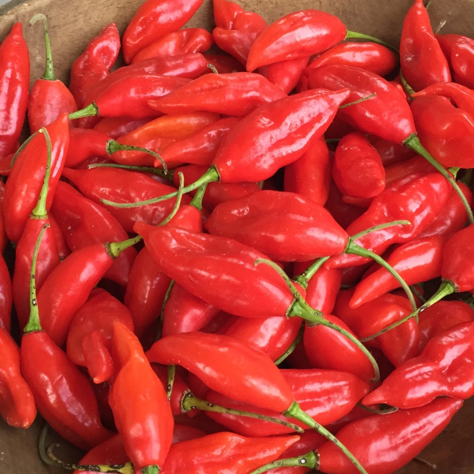 Maya Habanero Seedlings