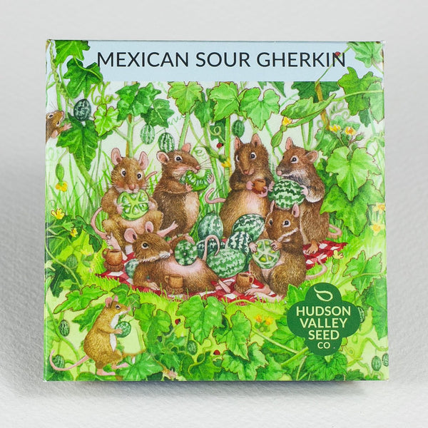 Mexican Sour Gherkin Seedlings