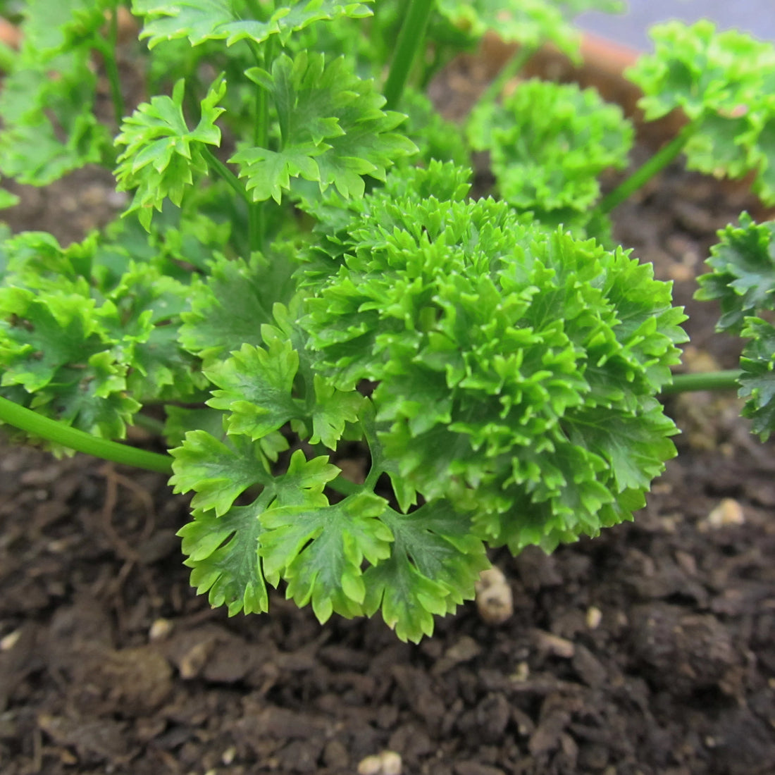 Moss Curled Parsley Seedlings