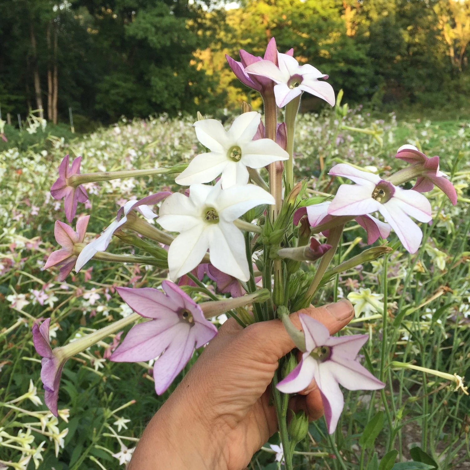 Lavender Cloud Nicotiana Seedlings