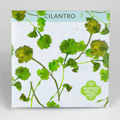 Cilantro / Coriander Seedlings