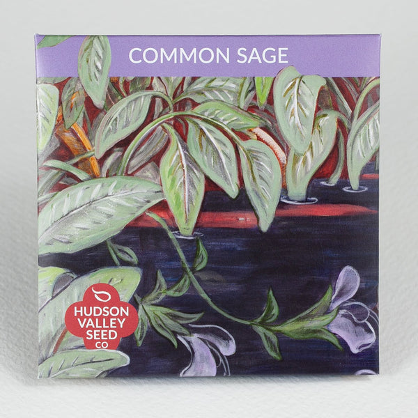 Common Sage Seedlings