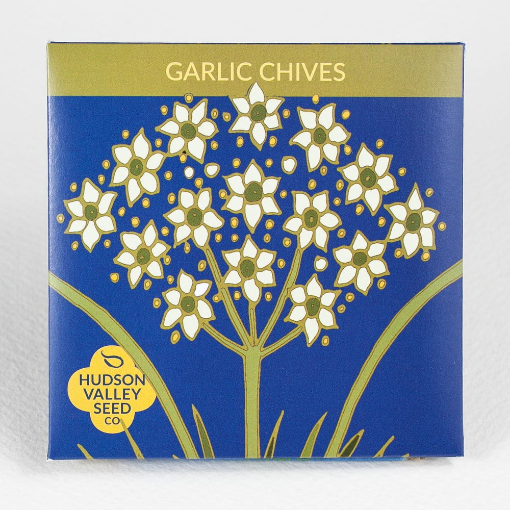 Garlic Chives Seedlings