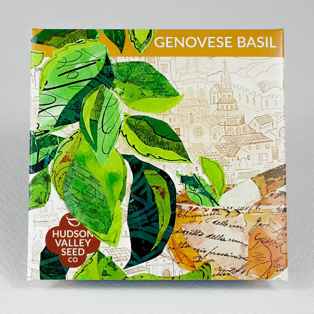 Genovese Basil Seedlings