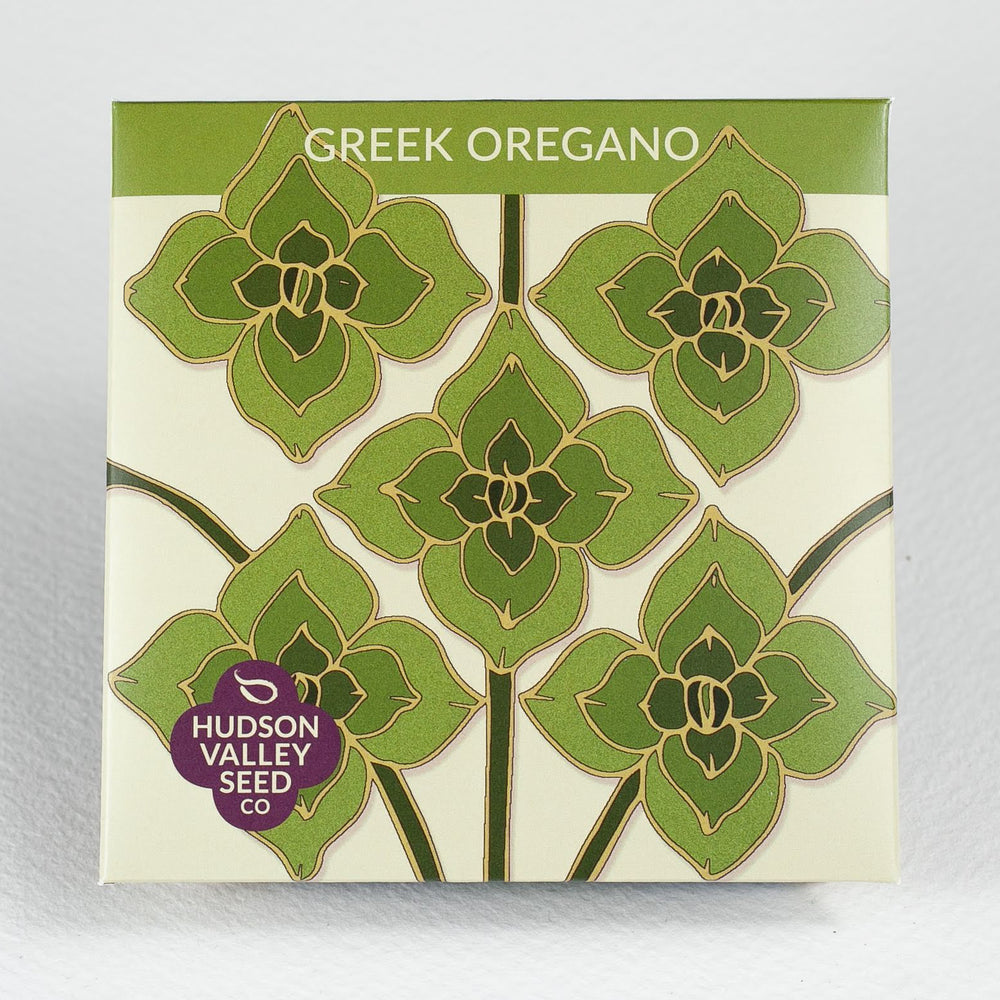 Greek Oregano Seedlings