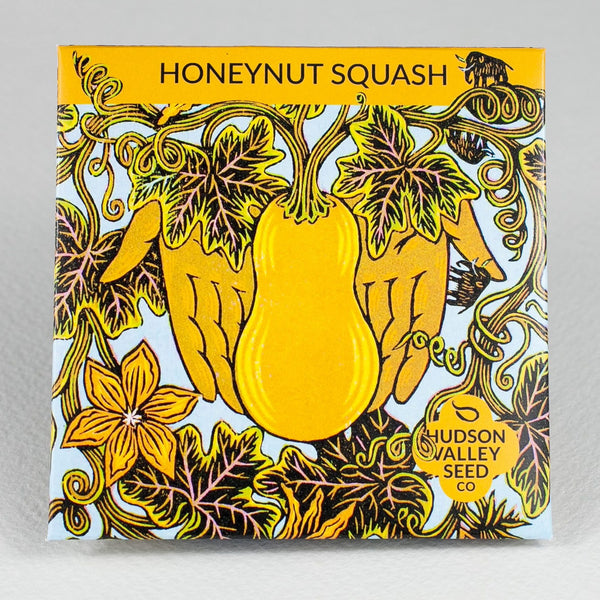 Honeynut Squash Seedlings