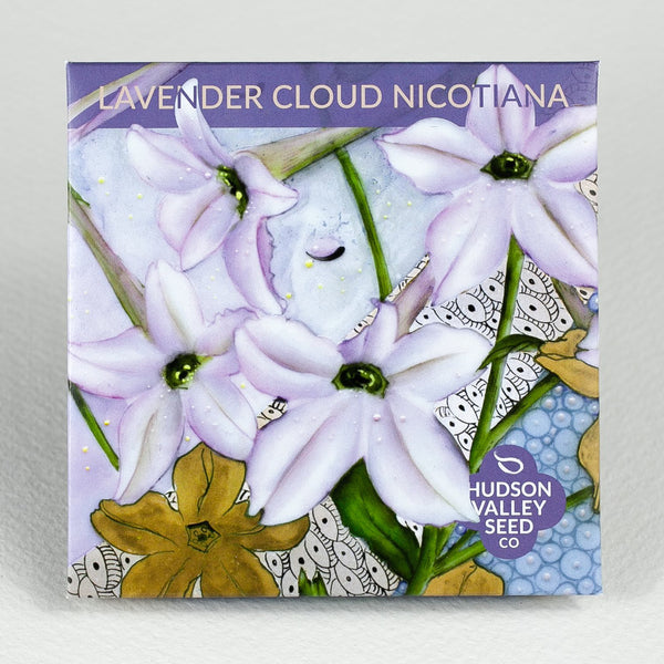 Lavender Cloud Nicotiana Seedlings