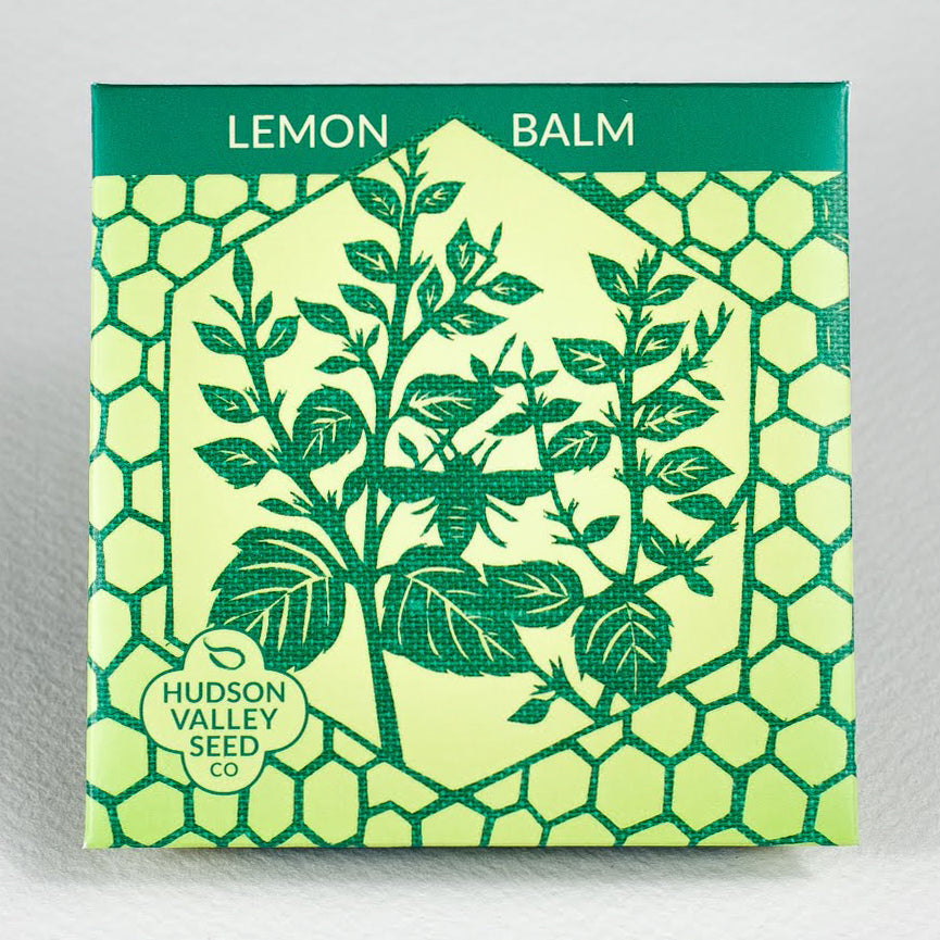 Lemon Balm Seedlings