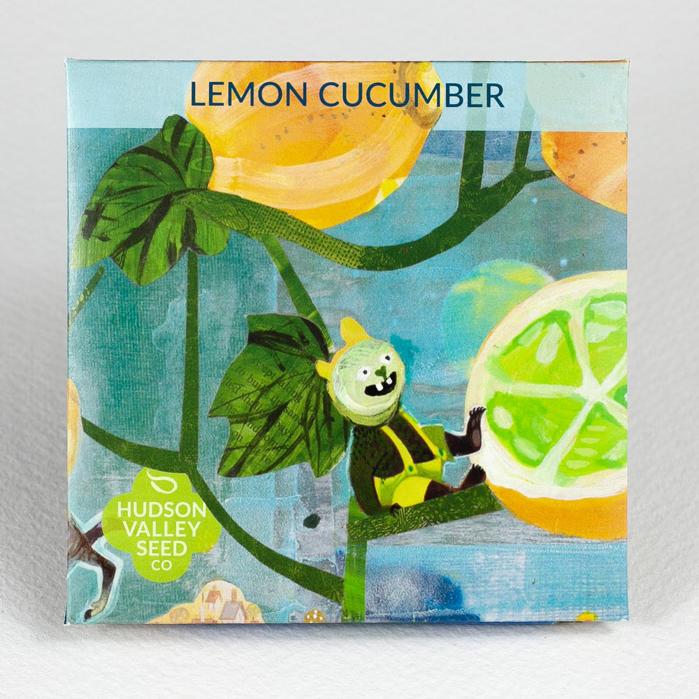 Lemon Cucumber Seedlings