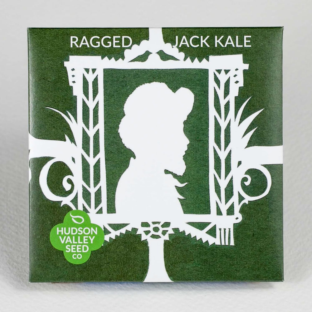 Ragged Jack Kale Seedlings