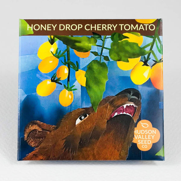 Honey Drop Cherry Tomato Seedlings
