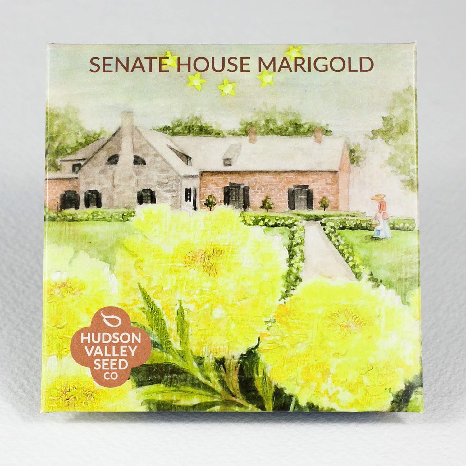 Senate House Marigold Seedlings