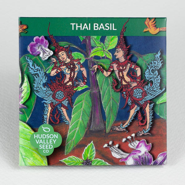 Thai Basil Seedlings