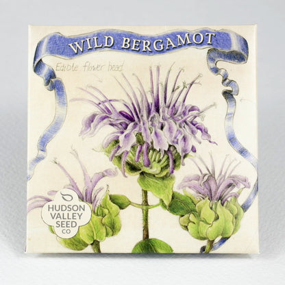 Wild Bergamot Seedlings