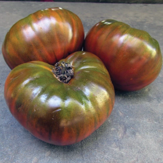 Paul Robeson Tomato Seedlings