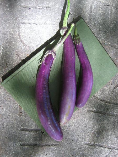 Ping Tung Eggplant Seedlings