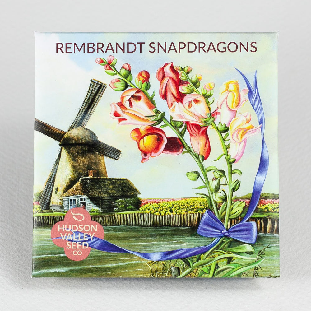 Rembrandt Snapdragon Seedlings