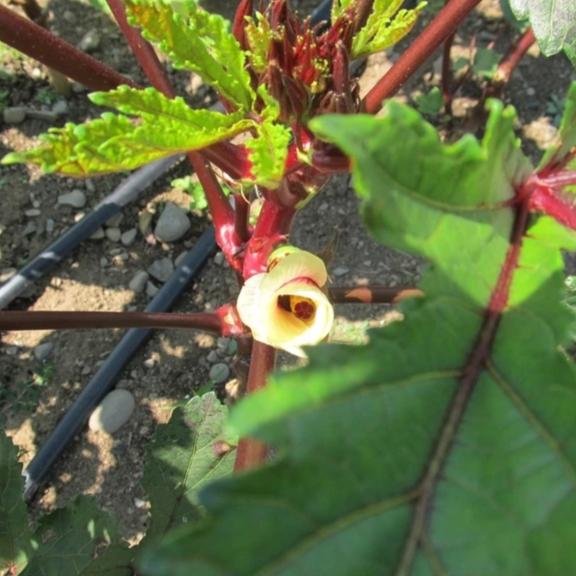 Burgundy Okra Seedlings